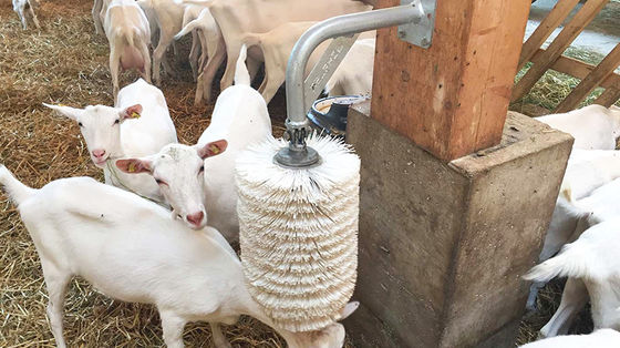 قابلة للتخصيص بسرعة بناء حظيرة الخنازير مع هيكل الفولاذ والزجاج سبيكة الألومنيوم